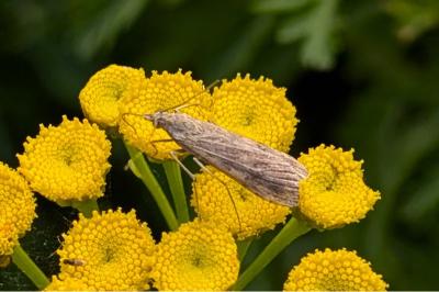 <i>Nomophila noctuella</i>