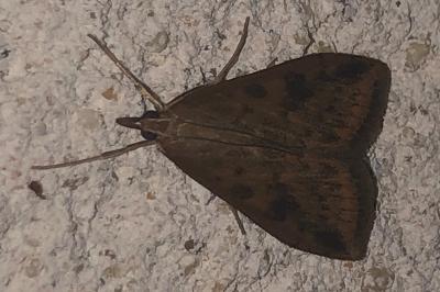 <i>Udea ferrugalis</i>