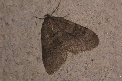 <i>Operophtera brumata</i>