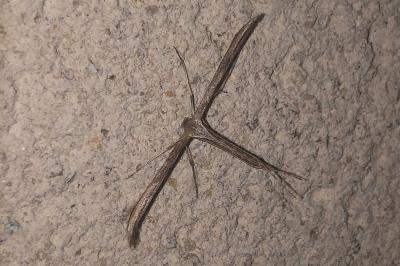 <i>Emmelina argoteles/monodactyla</i>