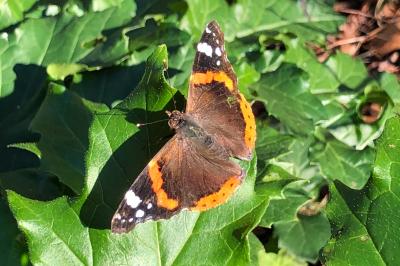 <i>Vanessa atalanta</i>