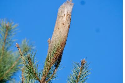 <i>Thaumetopoea pityocampa</i>