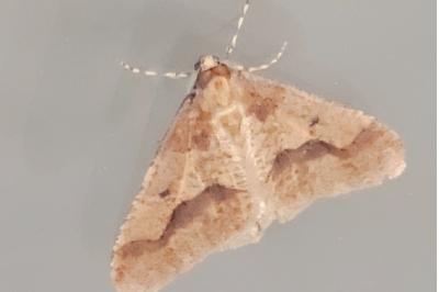 <i>Erannis defoliaria</i>