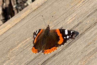 <i>Vanessa atalanta</i>