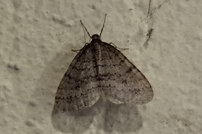 <i>Operophtera brumata</i>