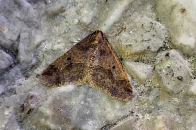 <i>Erannis defoliaria</i>