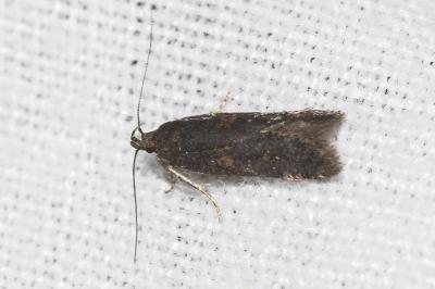 <i>Mirificarma lentiginosella</i>