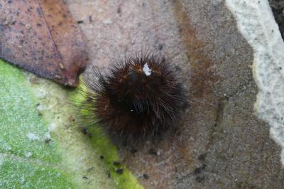 <i>Phragmatobia fuliginosa</i>