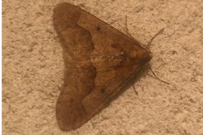<i>Erannis defoliaria</i>