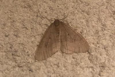 <i>Operophtera brumata</i>