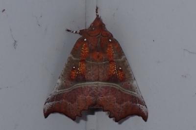 <i>Scoliopteryx libatrix</i>