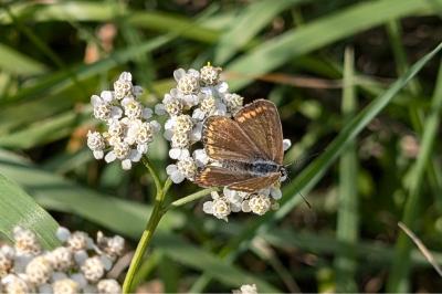 <i>Aricia agestis</i>