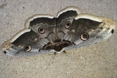<i>Saturnia pyri</i>