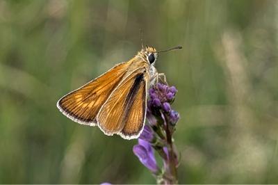 <i>Thymelicus acteon</i>