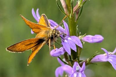 <i>Thymelicus acteon</i>