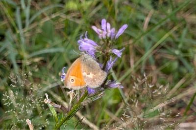 <i>Coenonympha pamphilus</i>