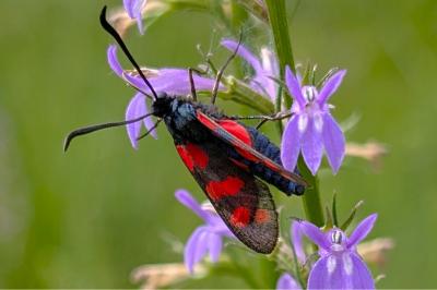 <i>Zygaena filipendulae</i>