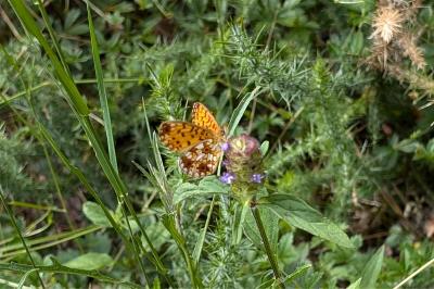 <i>Boloria selene</i>