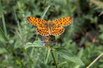 <i>Boloria selene</i>