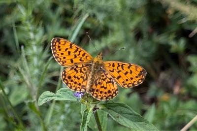 <i>Boloria selene</i>