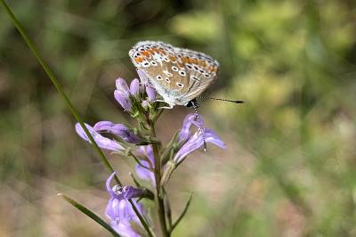 <i>Aricia agestis</i>