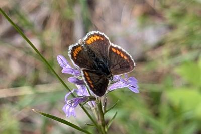 <i>Aricia agestis</i>