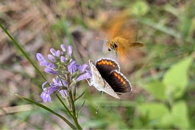 <i>Aricia agestis</i>