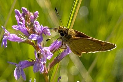 <i>Ochlodes sylvanus</i>