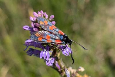 <i>Zygaena filipendulae</i>