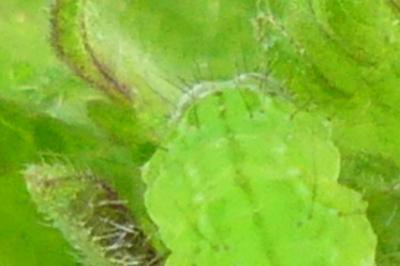 <i>Hypena proboscidalis</i>