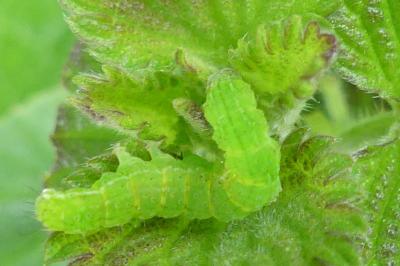 <i>Hypena proboscidalis</i>