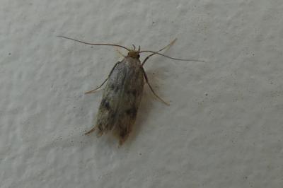<i>Borkhausenia nefrax</i>