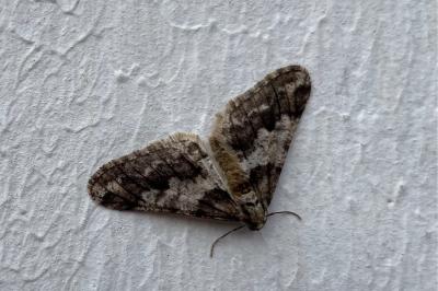 <i>Agriopis leucophaearia</i>