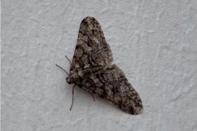<i>Agriopis leucophaearia</i>