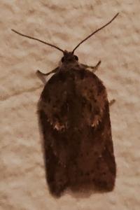 <i>Acleris hastiana</i>