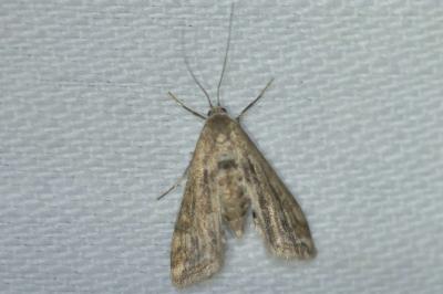 <i>Cataclysta lemnata</i>