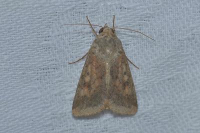<i>Helicoverpa armigera</i>
