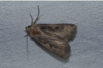 <i>Xestia c-nigrum</i>