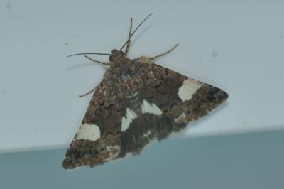 <i>Tyta luctuosa</i>