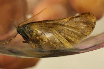 <i>Erannis defoliaria</i>