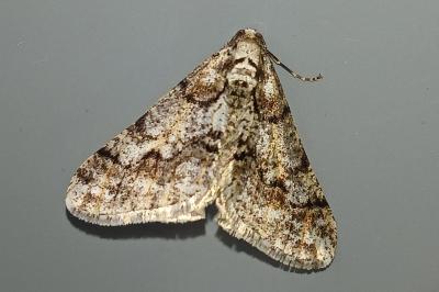 <i>Agriopis leucophaearia</i>