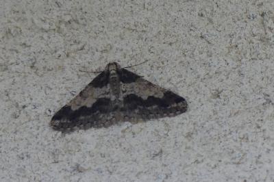 <i>Agriopis leucophaearia</i>