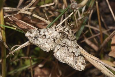 <i>Agriopis leucophaearia</i>