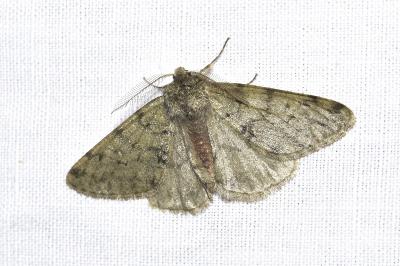 <i>Phigalia pilosaria</i>