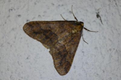 <i>Erannis defoliaria</i>