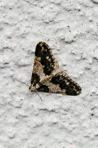 <i>Agriopis leucophaearia</i>