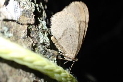 <i>Operophtera fagata</i>