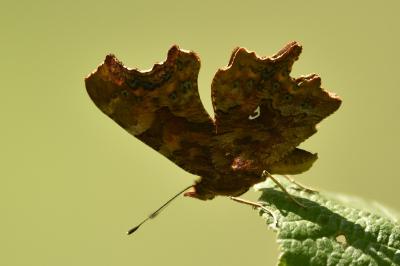 <i>Polygonia c-album</i>