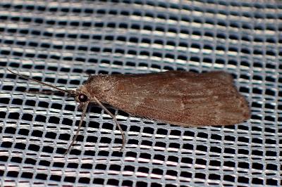 <i>Pachycnemia hippocastanaria</i>
