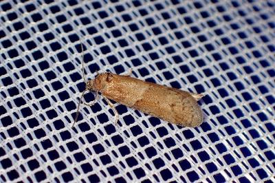 <i>Tortricodes alternella</i>